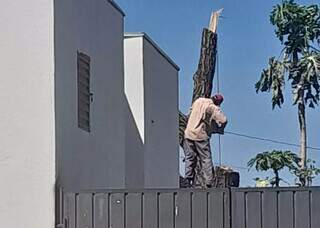 Homem realizando corte de árvore aroeira neste domingo (10). (Foto: Direto das Ruas)