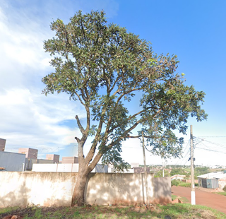 Árvore Aroeira em março de 2023, antes de ser cortada (Foto: Reprodução/ Google Maps)