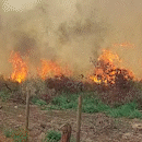 Incêndio toma conta de vegetação e queima área de oito hectares em Três Lagoas