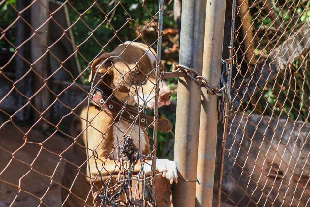 Vizinhan&ccedil;a denuncia c&atilde;o abandonado em resid&ecirc;ncia 