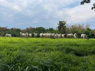 Rebanho bovino criado a pasto em propriedade rural; Repronutri debate tecnologias aplicadas à reprodução e genética, entre outros temas. (Foto: Amanda Alves/Embrapa-Gado de Corte)