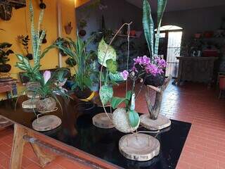 Plantas têm servido como recomeço de vida do casal no Brasil. (Foto: Aletheya Alves)