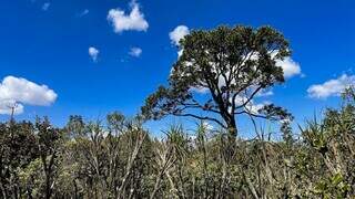 Diversidade da cobertura vegetal natural do Cerrado é propícia para ser considerada a maior savana do mundo em biodiversidade (Foto: Juca Varella/Agência Brasil)