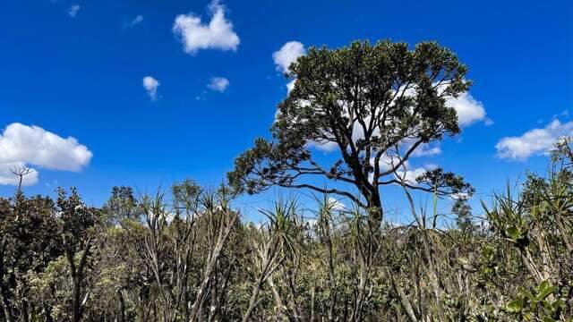 Voc&ecirc; pode dar sugest&atilde;o para plano de controle de desmatamento do Cerrado