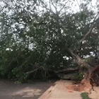 Após ventos fortes, árvore cai e bloqueia rua em Campo Grande