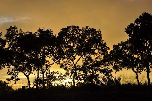 Pesquisas com esp&eacute;cies nativas contribuem para conserva&ccedil;&atilde;o do Cerrado