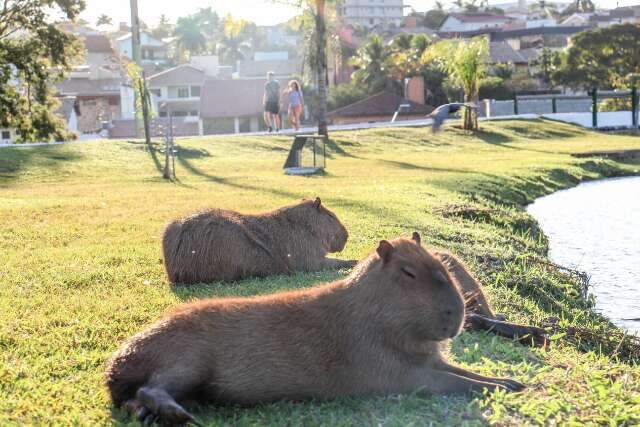 No Dia da Capivara, estudo mostra que Capital tem, no m&iacute;nimo, 5 mil delas