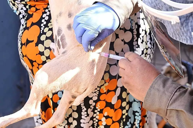 Com sete casos de raiva, vacina&ccedil;&atilde;o de c&atilde;es e gatos permanece baixa em MS