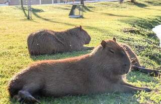 Capivaras tomando sol no Parque das Nações Indígenas. (Foto: Juliano Almeida)