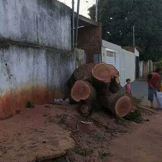 A raiz da árvore ainda permanece na calçada da Rua Mineira Anache (Foto: Direto das Ruas)