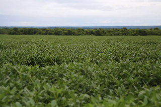 Campo de soja no interior de Mato Grosso do Sul. (Foto: Arquivo)