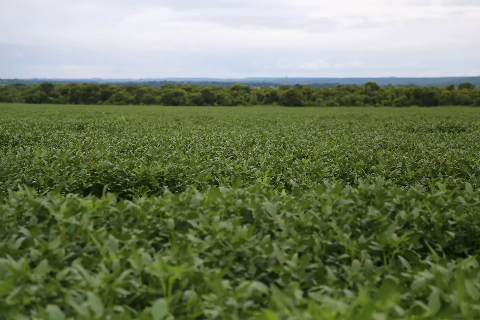 MS terá plantio de soja em 4,2 milhões de hectares