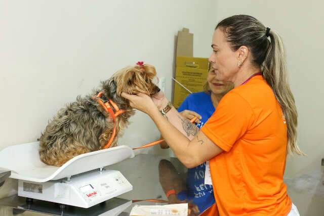 Prefeitura de Campo Grande alerta sobre uso de anticoncepcionais em c&atilde;es e gatos