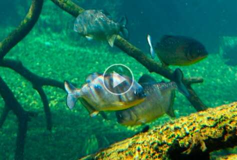 Piranha também ama: dança do acasalamento de 3 horas é atração no Bioparque