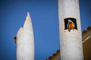 No terreno da casa, as aves adotaram palmeiras como seu lar. (Foto: Henrique Kawaminami)