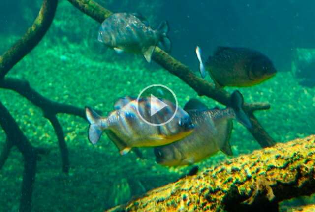 Piranha tamb&eacute;m ama: dan&ccedil;a do acasalamento de 3 horas &eacute; atra&ccedil;&atilde;o no Bioparque