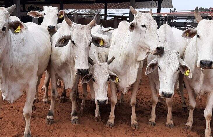 Governo de MS promove leilão de bovinos da raça Nelore