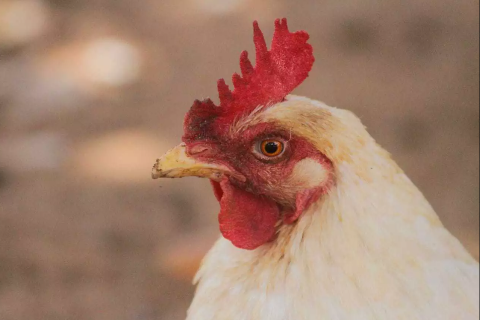 MS registra primeiro caso de influenza aviária em criação doméstica