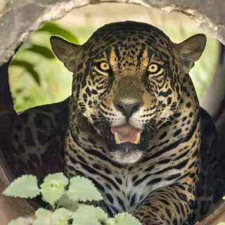 Até ano que vem, Acerola será “bicho solto” no Pantanal