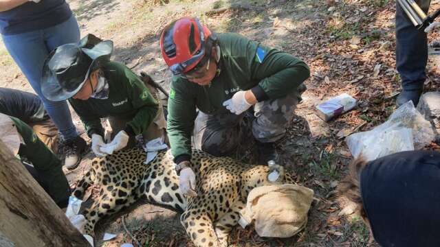 Quer aprender a salvar animais? Curso de resgate de fauna est&aacute; aberto