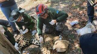 Capacitação permite biólogos, médicos veterinários e voluntários a resgatarem animais como onça-pintada em situação de desastre ambiental (Foto: IHP)