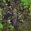Nado da rainha: drone filma onça-pintada durante mergulho no Pantanal