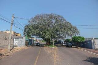 Árvore em avenida de Campo Grande foi preservada, apesar do asfalto. (Foto: Marcos Maluf)