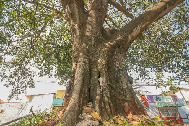 De briga judicial a amor: &aacute;rvores espalham verde, fruto e lembran&ccedil;a pela cidade