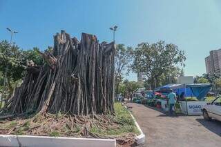 Removida por questão de saúde, árvore gigante deixou saudades na Praça do Rádio. (Foto: Marcos Maluf)