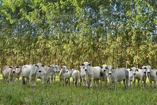 Rebanho bovino da raça nelore tratado a pasto em integração pecuária-floresta; sistema garante mais bem-estar animal e sustentabilidade na pecuária. (Foto: Arquivo/Embrapa)