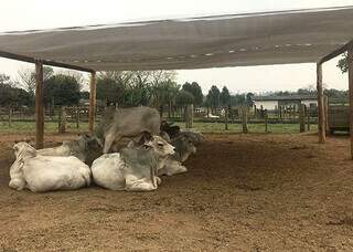 Animais da raça nelore descansam sob malha de alumínio termorreflexiva usada para sombreamento