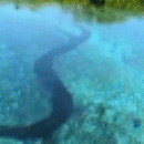 Sucuri nadando em rio de Bonito é o vídeo mais visto da semana