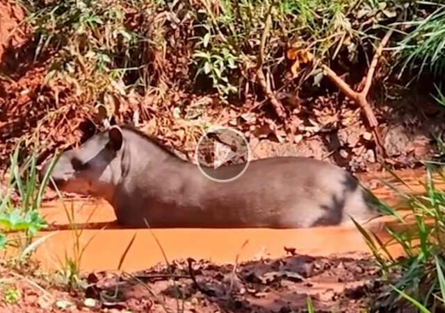 Banho de anta chama aten&ccedil;&atilde;o no calor&atilde;o de domingo na Ch&aacute;cara dos Poderes