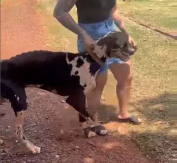 Em meio a calor de 40°C, cachorro morre e outros três são resgatados