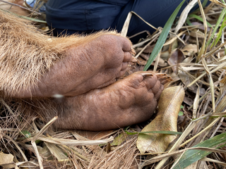 Patas traseiras do animal são parecidas com pés humanos (Foto: ICAS)