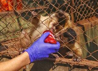 Macacos-prego consumindo picolé com beterraba (Foto: Paulo Francis) 
