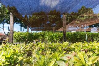 Berço de plantas no viveiro municipal de Campo Grande (Foto: Arquivo/Henrique Kawaminami)