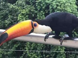 Tucano na praça Itanhangá, em Campo Grande. (Foto: Paulo Francis/Arquivo)