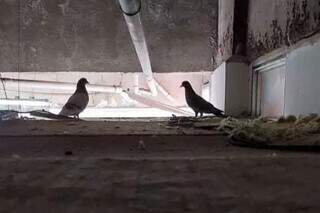 Pombos estão morando em forro acima do ar-condicionado (Foto: Direto das Ruas)