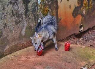 Lobo do mato degustando o picolé de frutas e legumes (Foto: Paulo Francis)