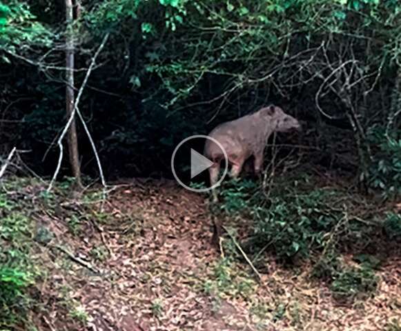 Rara, anta albina &eacute; flagrada por pescadores no Rio Miranda