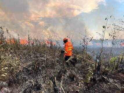Equipes combatem incêndios florestais em quatro regiões do Pantanal 