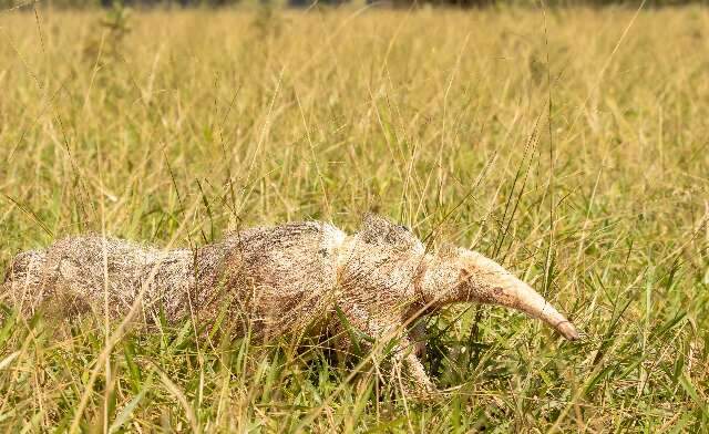 Em MS, animal mais raro do mundo supera expectativa de vida de pesquisadores 