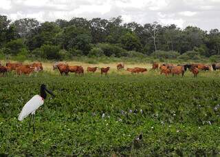 Rústicos e resilientes, animais da raça bovino pantaneiro foram adaptados ao longo do tempo às condições do bioma. (Fotos: Raquel Brunelli/Embrapa Pantanal)