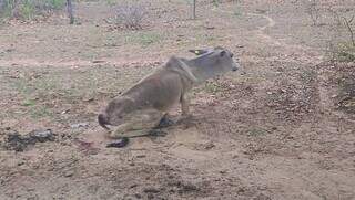 Animal sequer consegue ter força para levantar (Foto: PMA/Divulgação)