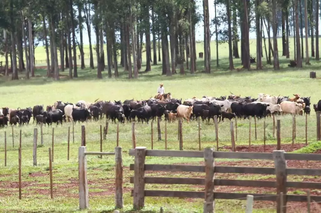 Campo Grande tem o 3&ordm; maior rebanho bovino do pa&iacute;s entre as capitais