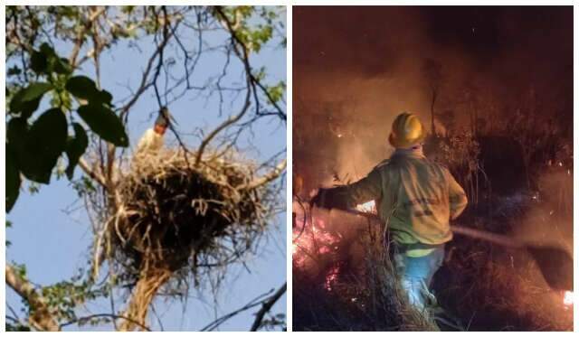 Brigadistas conseguem controlar fogo ap&oacute;s 3 dias e salvam ninho de tuiui&uacute;