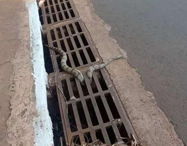 Jiboia sai de bueiro e assusta quem passa por rua no Bairro Coronel Antonino