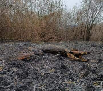 Fogo devastou 800 campos de futebol e já deixa rastro de morte no Pantanal