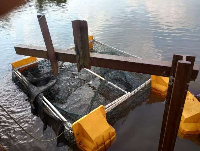 Peixes s&atilde;o furtados e tanques destru&iacute;dos em projeto de piscicultura